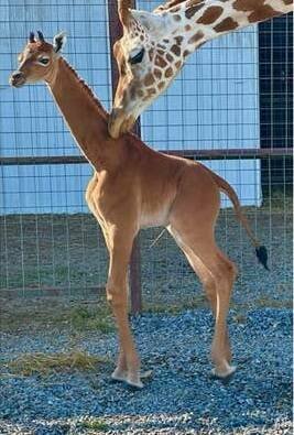 Unusual Things (19 pics)