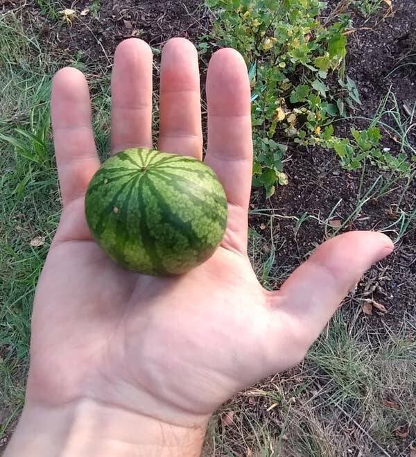 Unusual Things (19 pics)