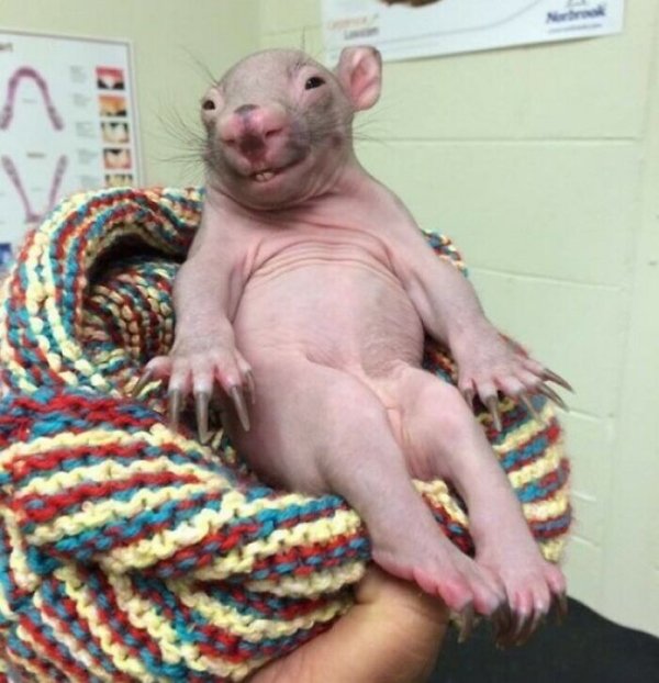 Cute And Funny Pets (30 pics)