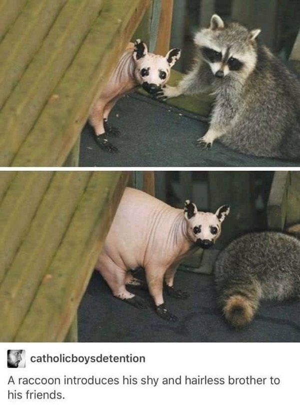 Cute And Funny Pets (30 pics)