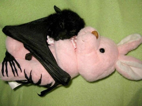 Cute And Funny Pets (30 pics)