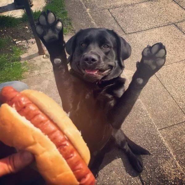 Good Boys (41 pics)