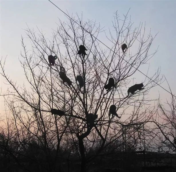 They Think They're Birds (22 pics)