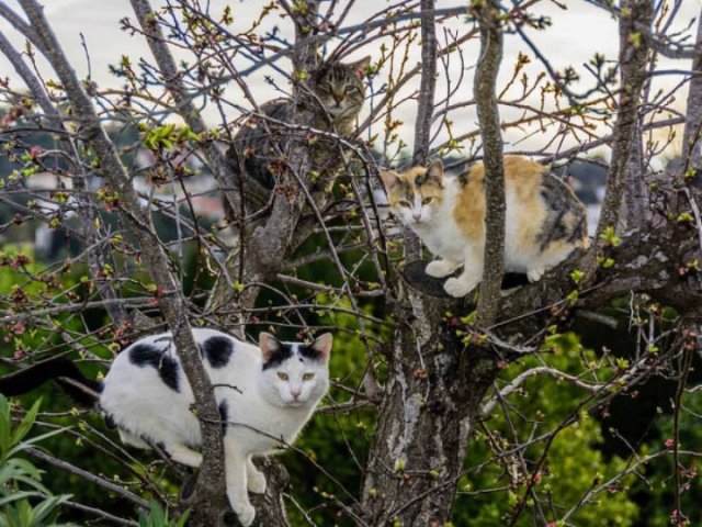 They Think They're Birds (22 pics)