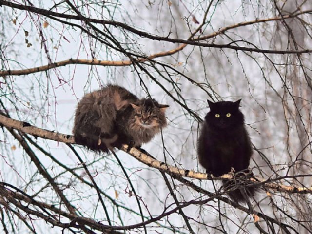 They Think They're Birds (22 pics)
