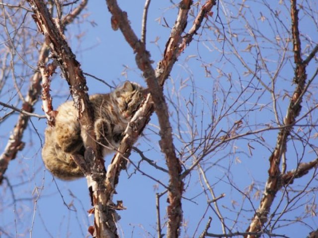 They Think They're Birds (22 pics)