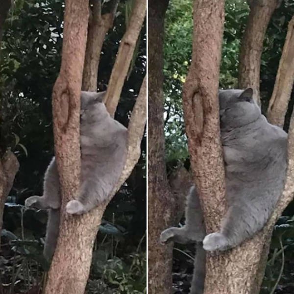They Think They're Birds (22 pics)