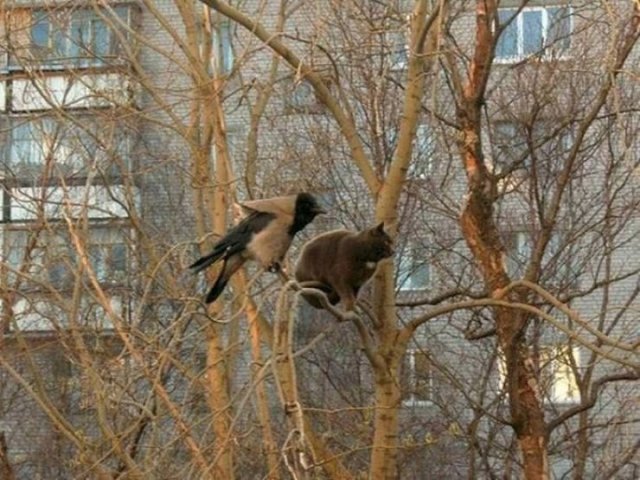 They Think They're Birds (22 pics)