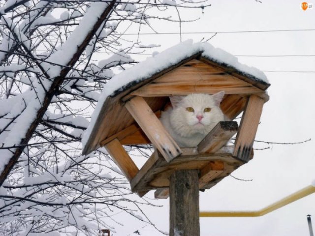 They Think They're Birds (22 pics)