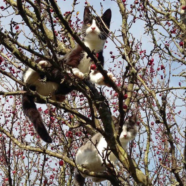 They Think They're Birds (22 pics)