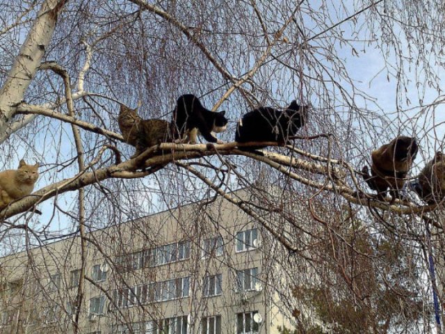 They Think They're Birds (22 pics)