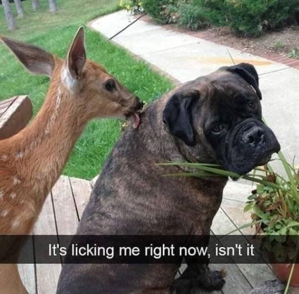 Funny Animals (45 pics)