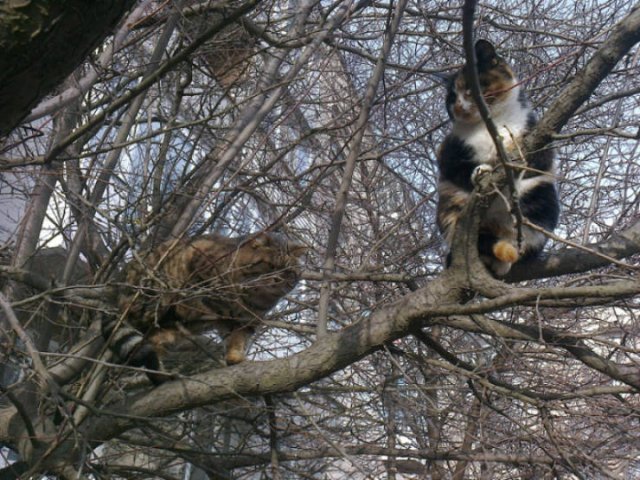 They Think They're Birds (22 pics)