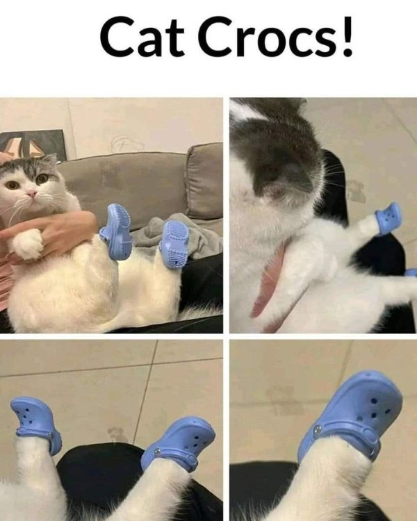 Funny Cats (29 pics)