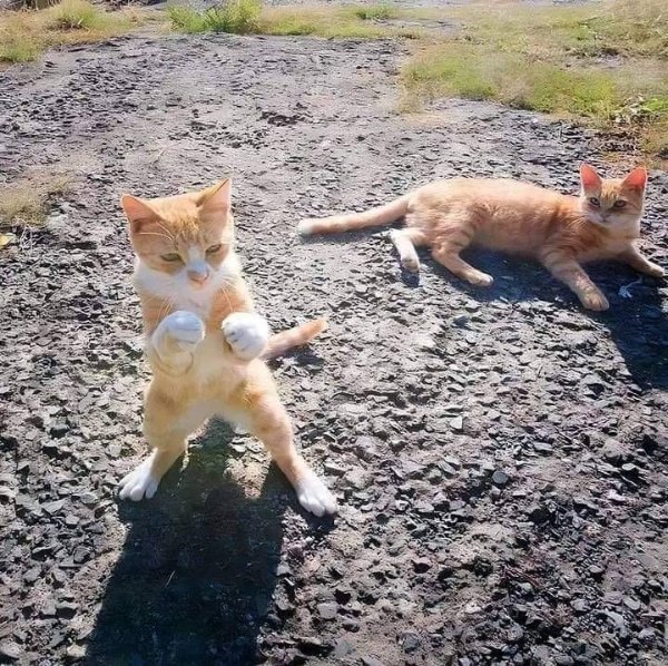 Funny Cats (29 pics)