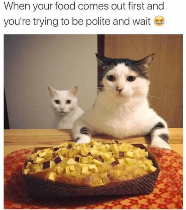 Funny Cats (29 pics)