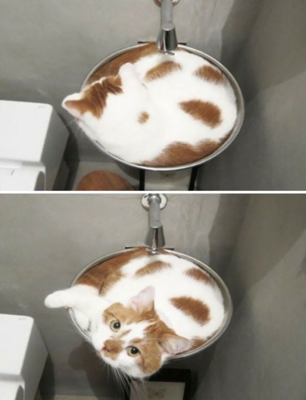 Funny Cats (29 pics)