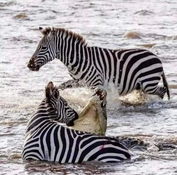 It Is Very Strange (30 pics)