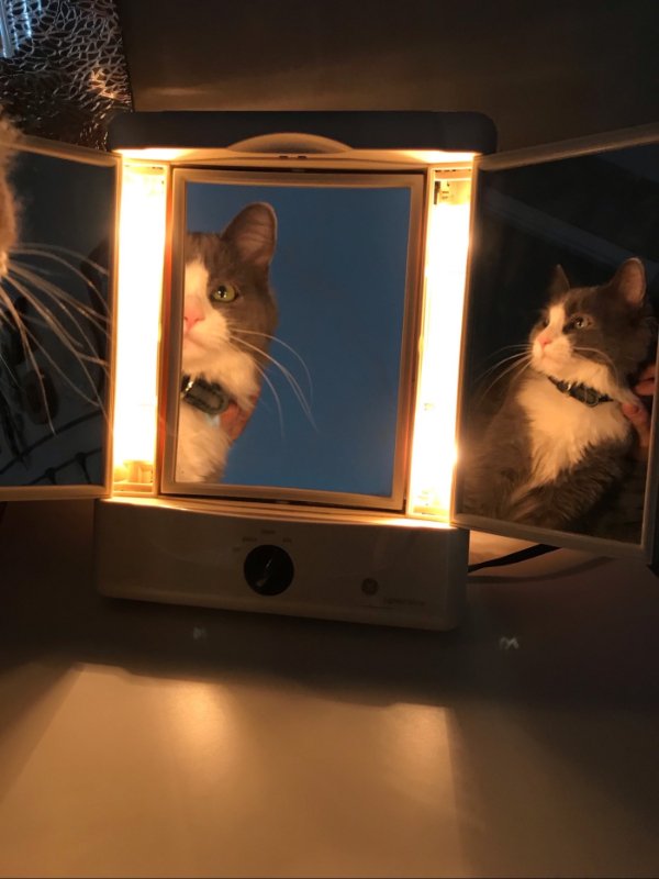 Funny Cats (29 pics)