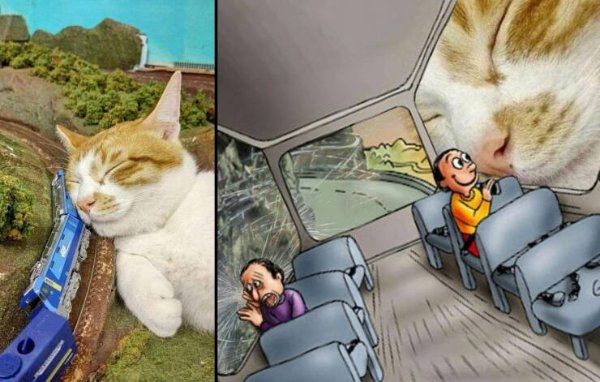 Funny Cats (29 pics)