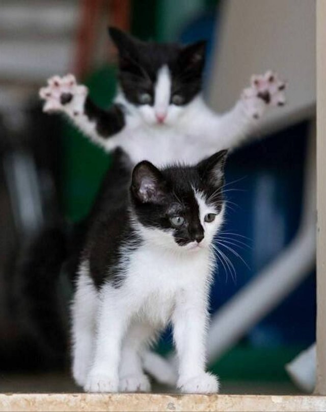 Funny Cats (29 pics)