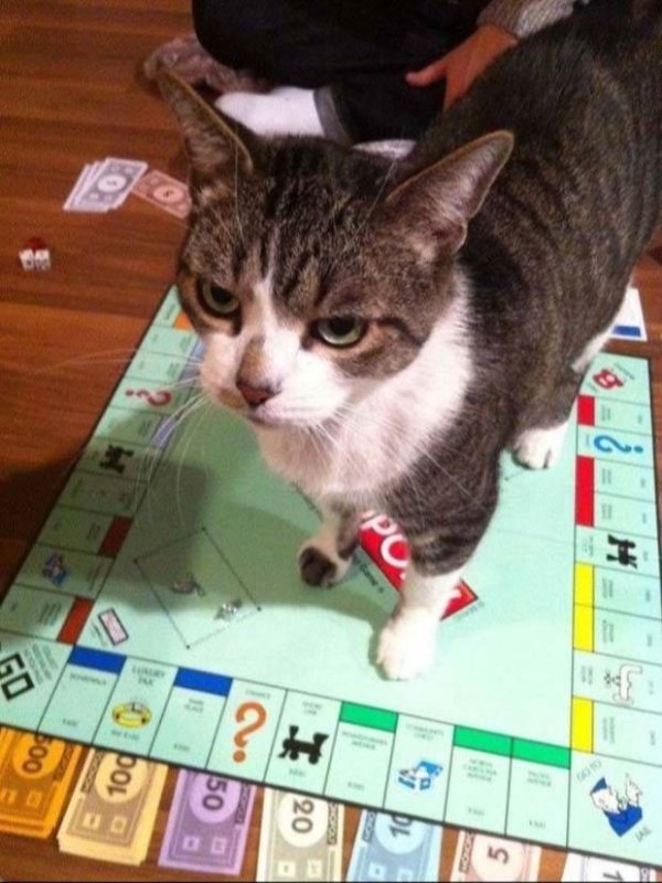 Funny Cats (29 pics)