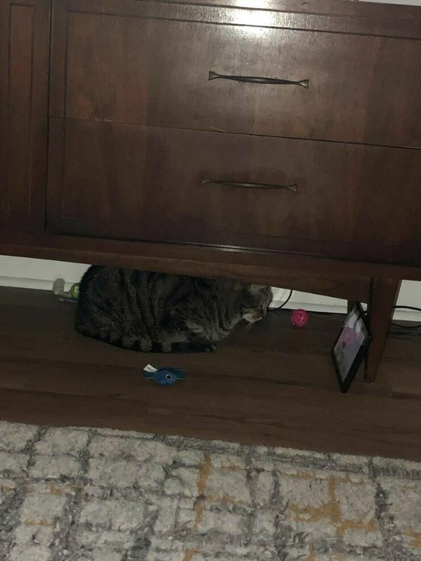Funny Cats (29 pics)