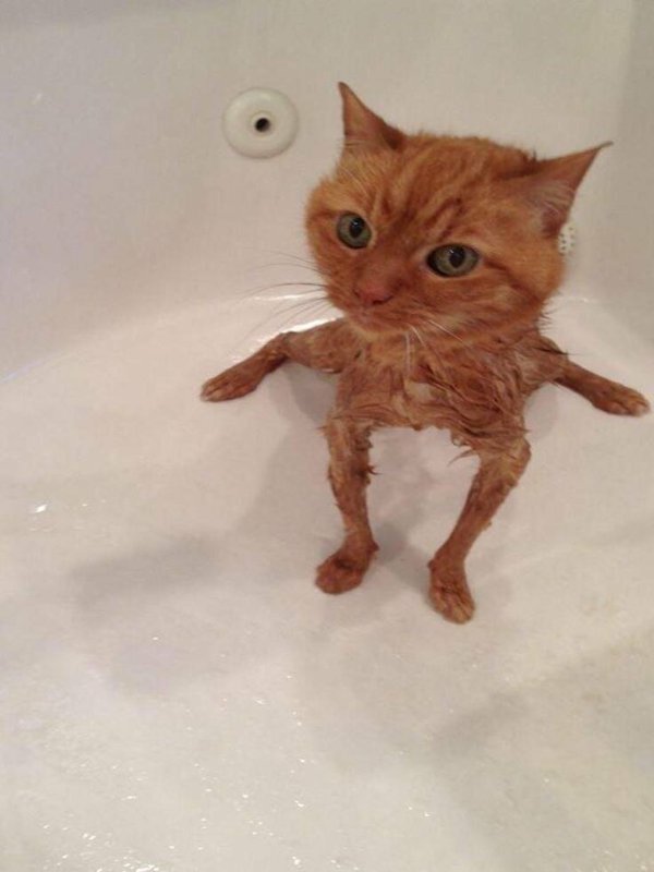 Funny Cats (29 pics)