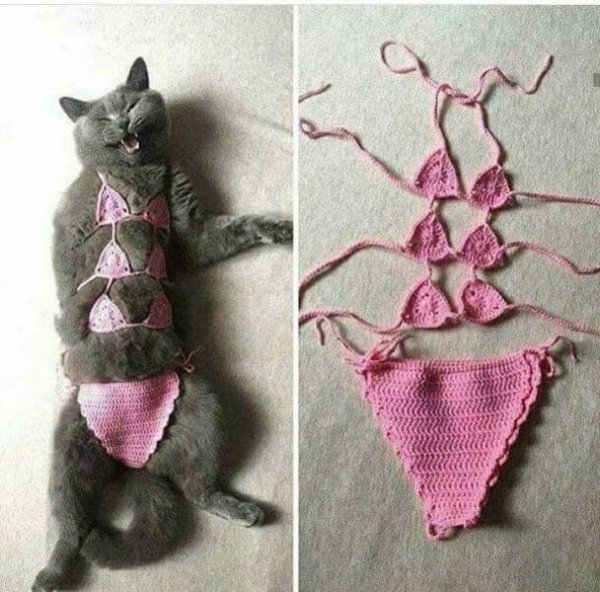 Funny Cats (29 pics)