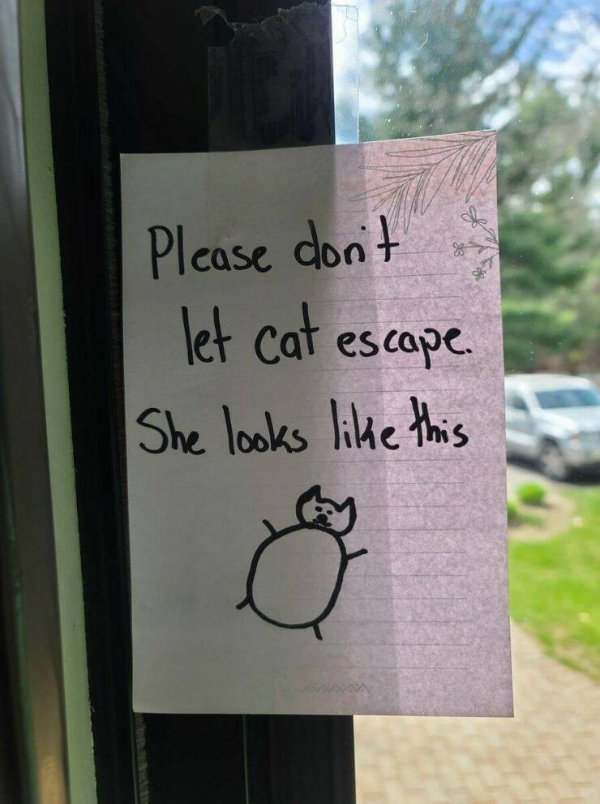 Funny Cats (29 pics)