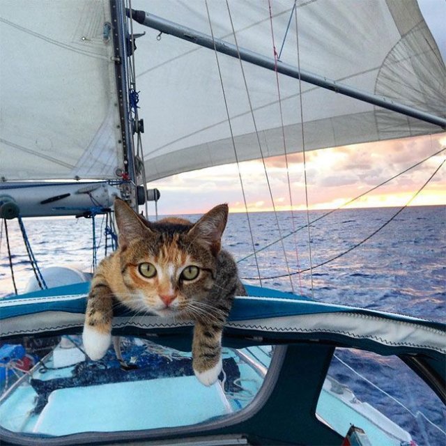 Funny Cats (29 pics)