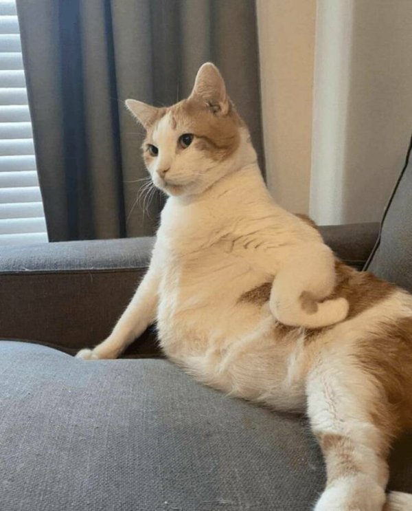 Funny Cats (29 pics)