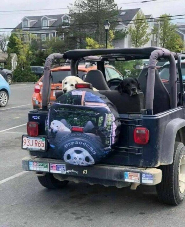 What Is Going On Here? (25 pics)