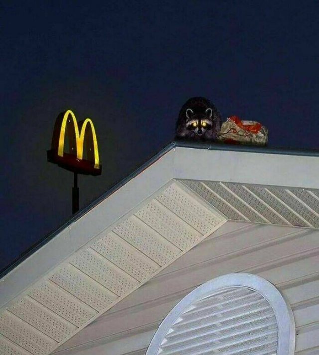 What Is Going On Here? (25 pics)