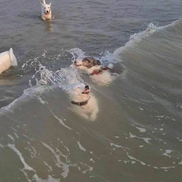 What Is Going On Here? (25 pics)