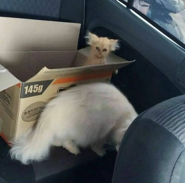 What Is Going On Here? (25 pics)