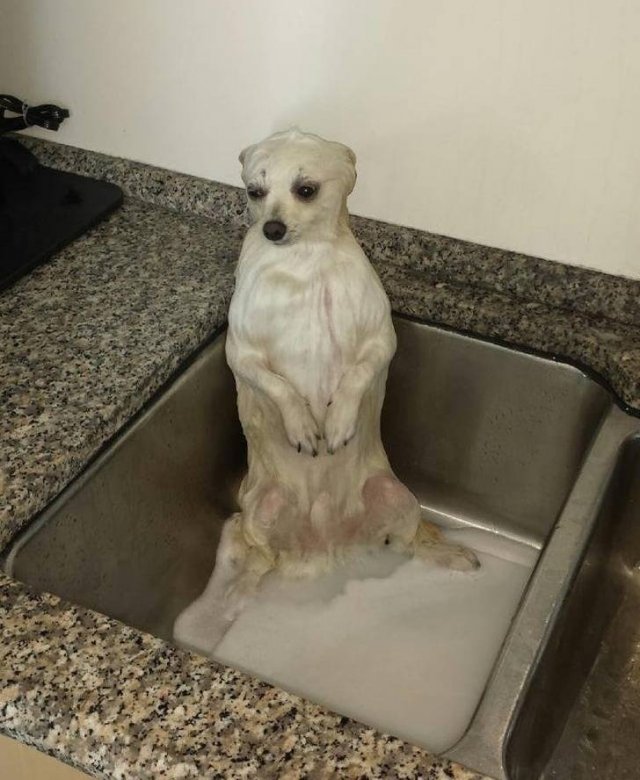 They Don't Want To Take A Bath (15 pics) They Don't Want To Take A Bath (15 pics)