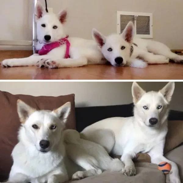 Dogs Get Old Too (32 pics)