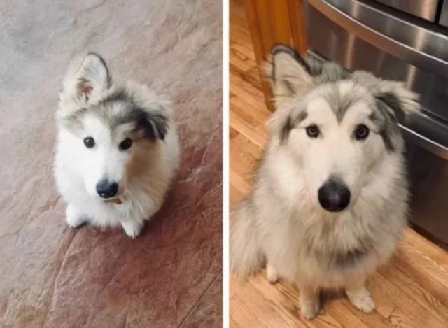 Dogs Get Old Too (32 pics)