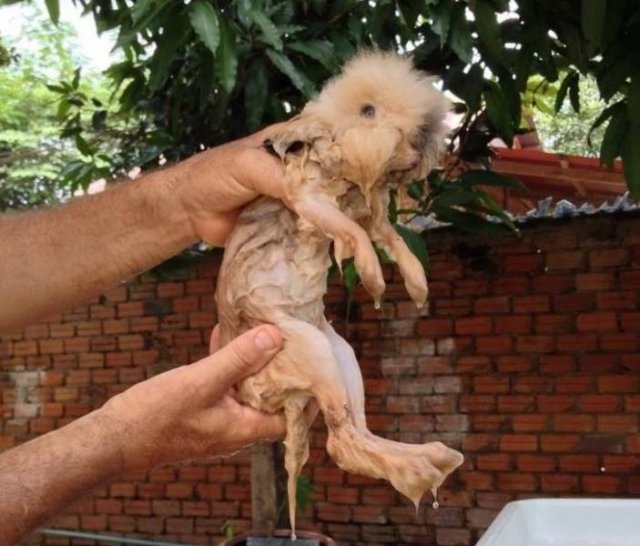 They Don't Want To Take A Bath (15 pics) They Don't Want To Take A Bath (15 pics)
