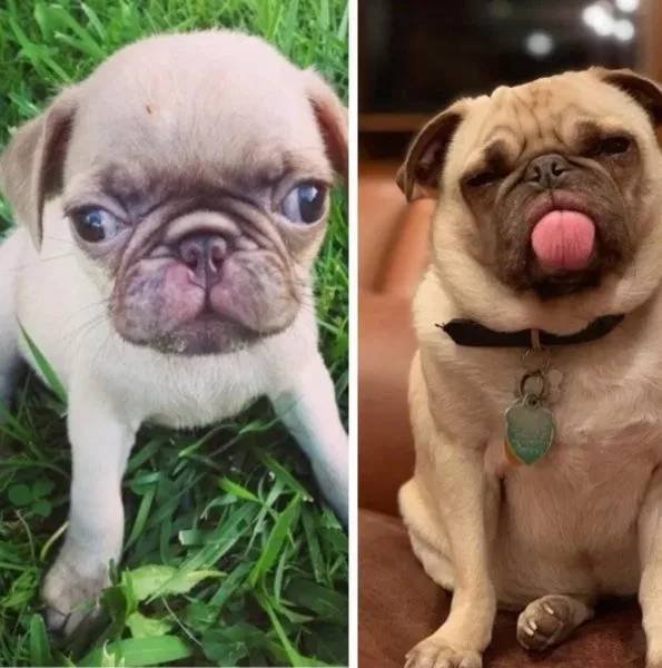 Dogs Get Old Too (32 pics)