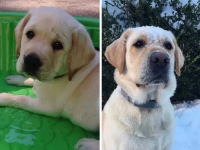 Dogs Get Old Too (32 pics)