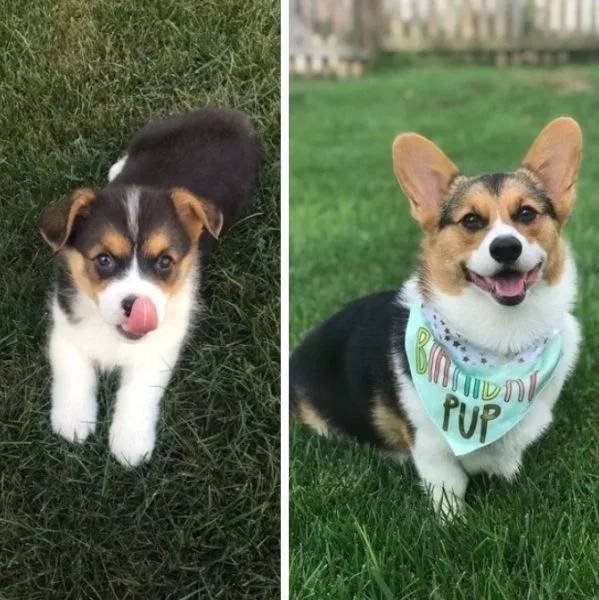 Dogs Get Old Too (32 pics)