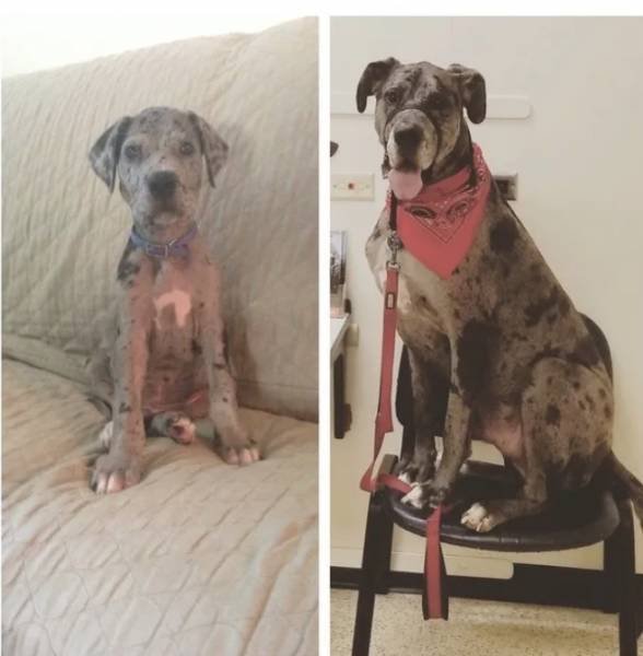 Dogs Get Old Too (32 pics)