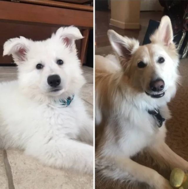 Dogs Get Old Too (32 pics)
