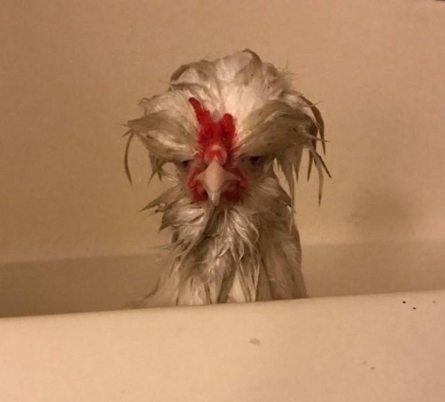 They Don't Want To Take A Bath (15 pics) They Don't Want To Take A Bath (15 pics)