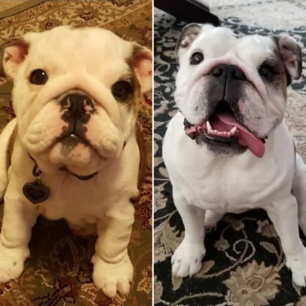 Dogs Get Old Too (32 pics)
