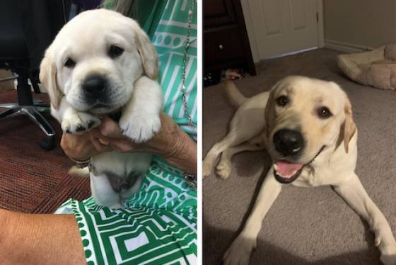 Dogs Get Old Too (32 pics)