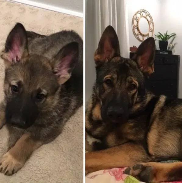 Dogs Get Old Too (32 pics)