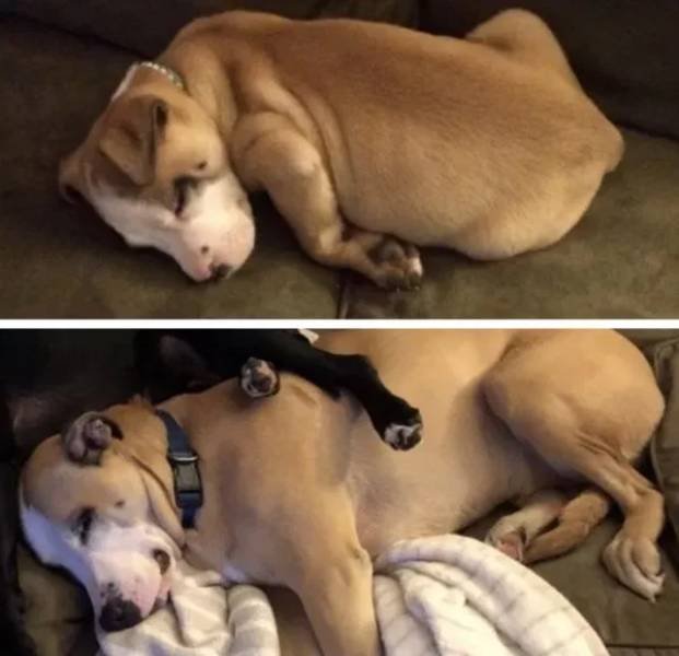Dogs Get Old Too (32 pics)